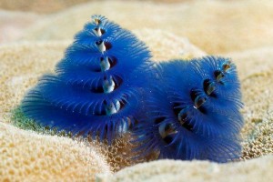 Christmas Tree Worm
